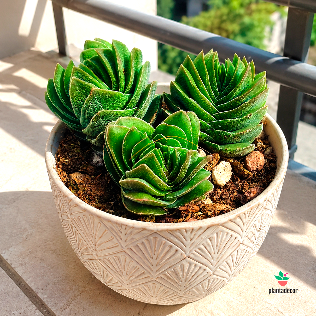 Crassula Buddhas Temple  - Ramificada-