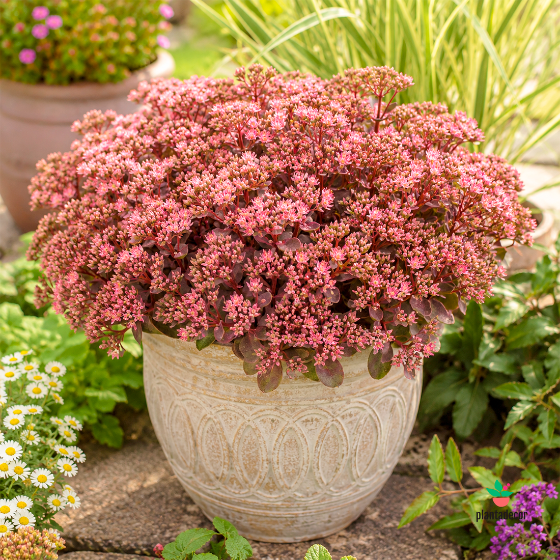 Sedum Sunsparkler Dazzlet