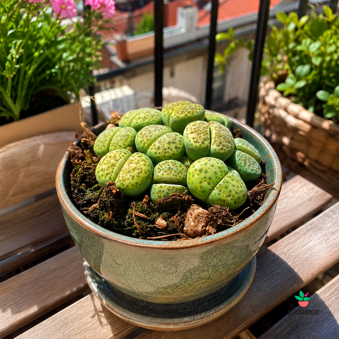 Lithops Gracildelineata