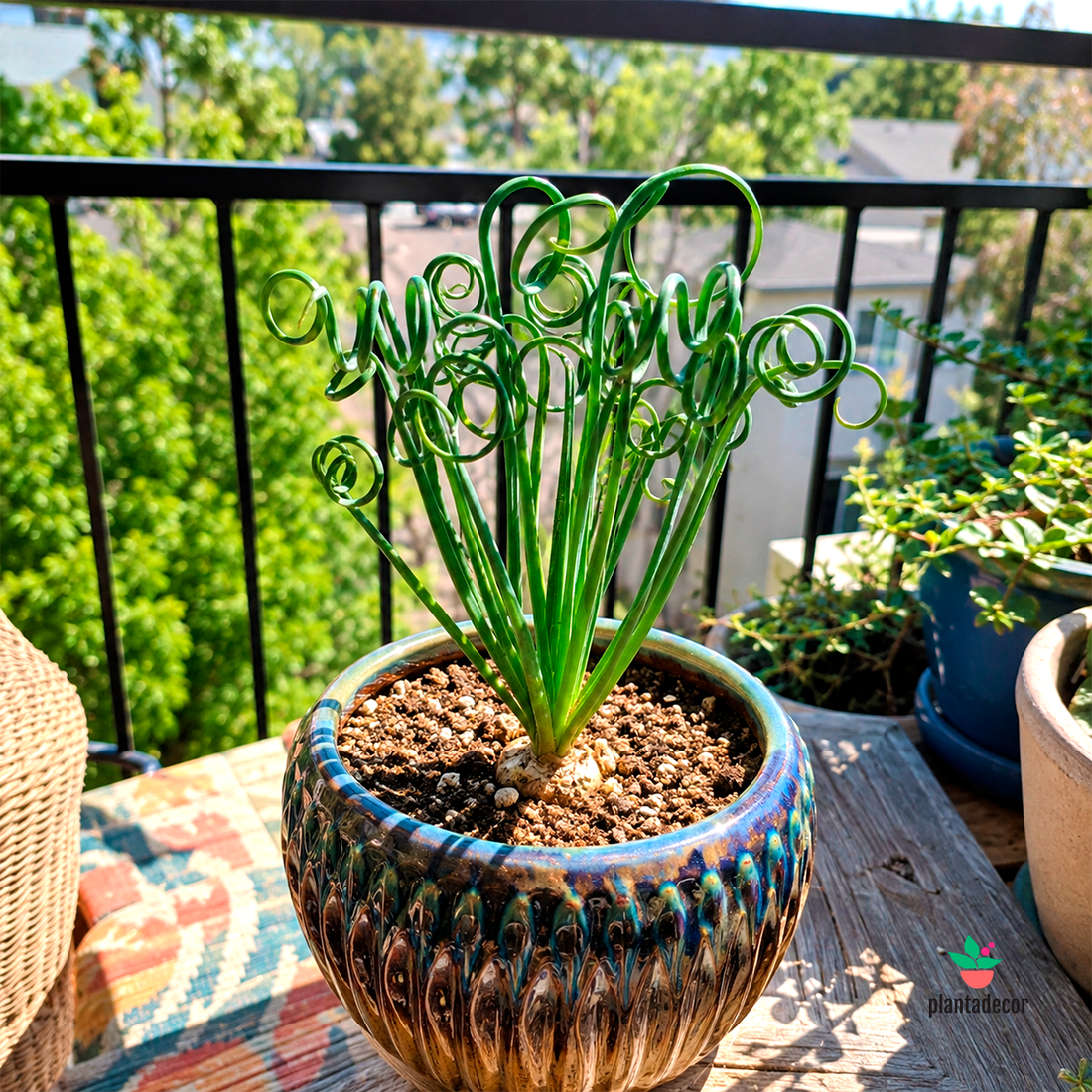 Albuca Spiralis 'Frizzle Sizzle'