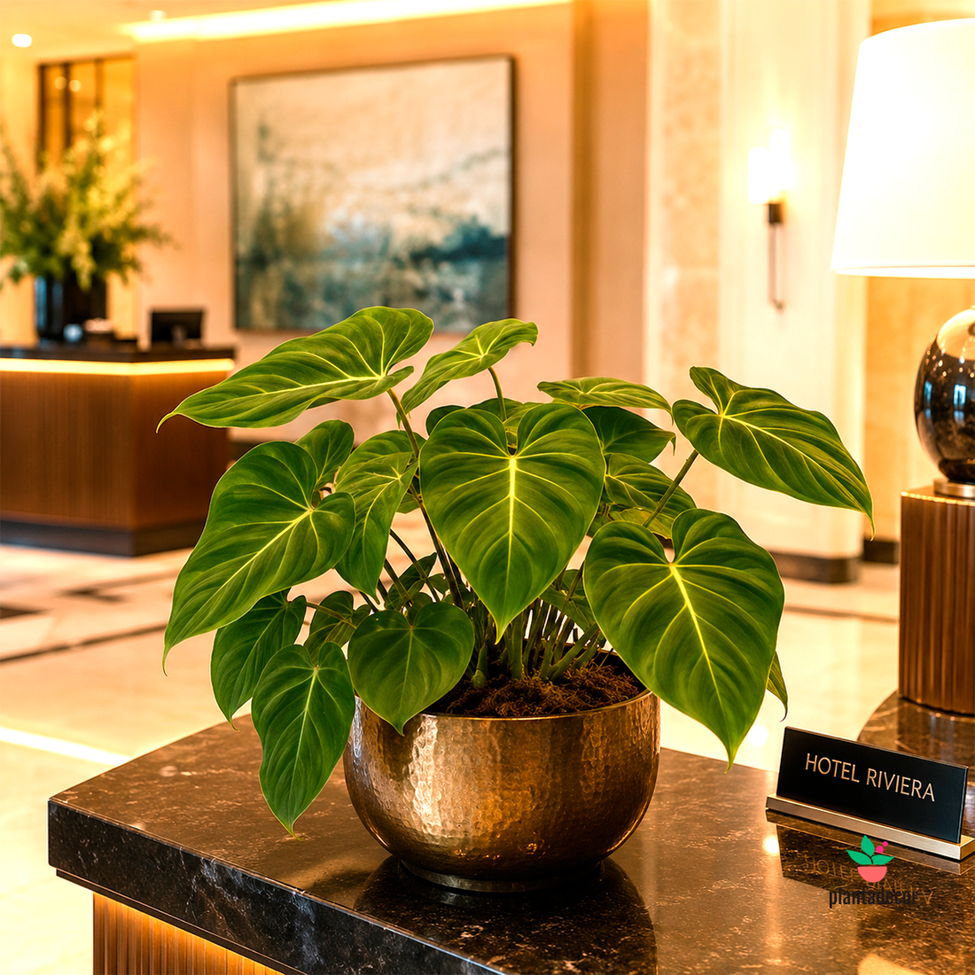 Philodendron Gloriosum