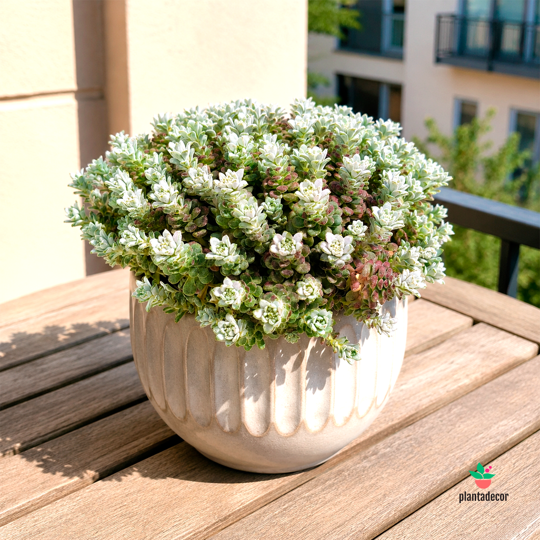 Sedum Spathulifolium "Cape Blanco"