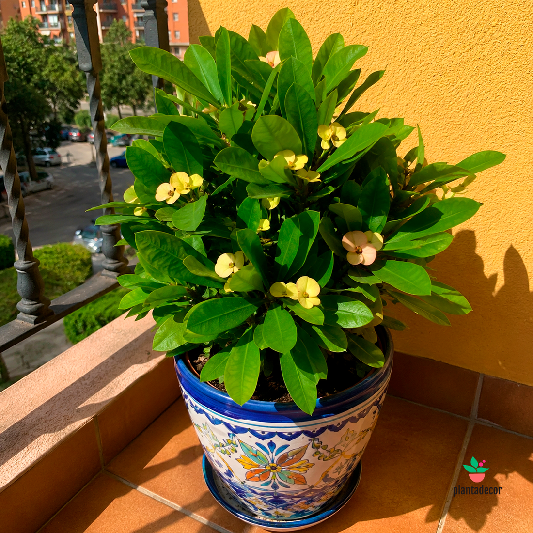 Euphorbia Millii Yellow