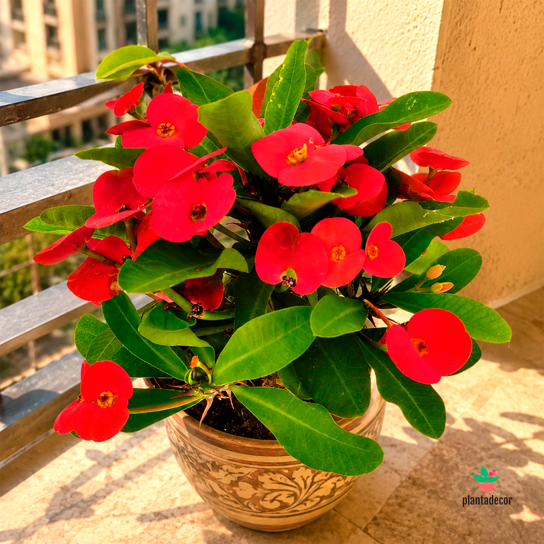 Euphorbia Millii Red