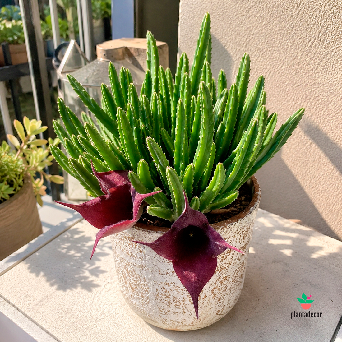 Stapelia Leendertziae M-9
