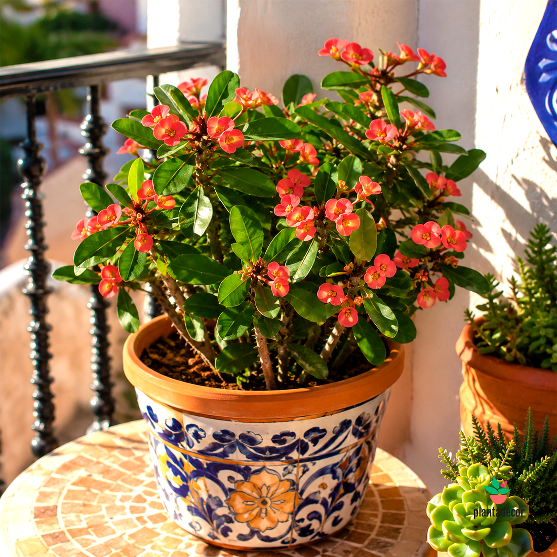 Euphorbia Milii Red