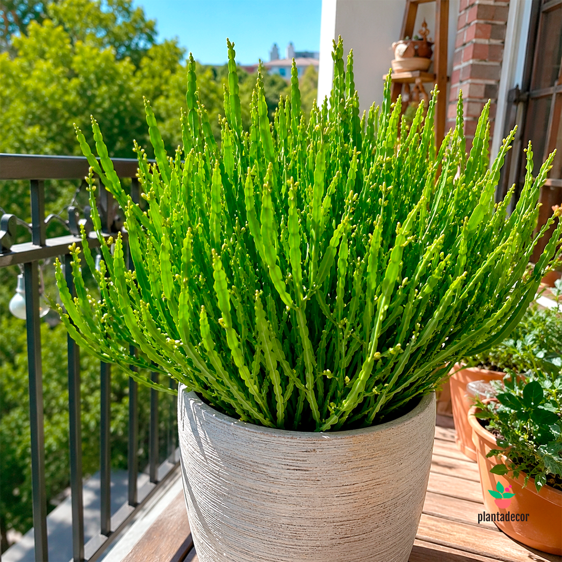 Cuidados Baccharis Genistelloides