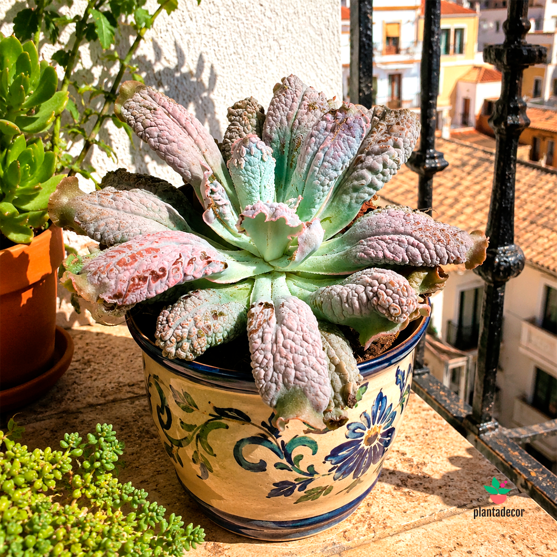 Echeveria Linguas
