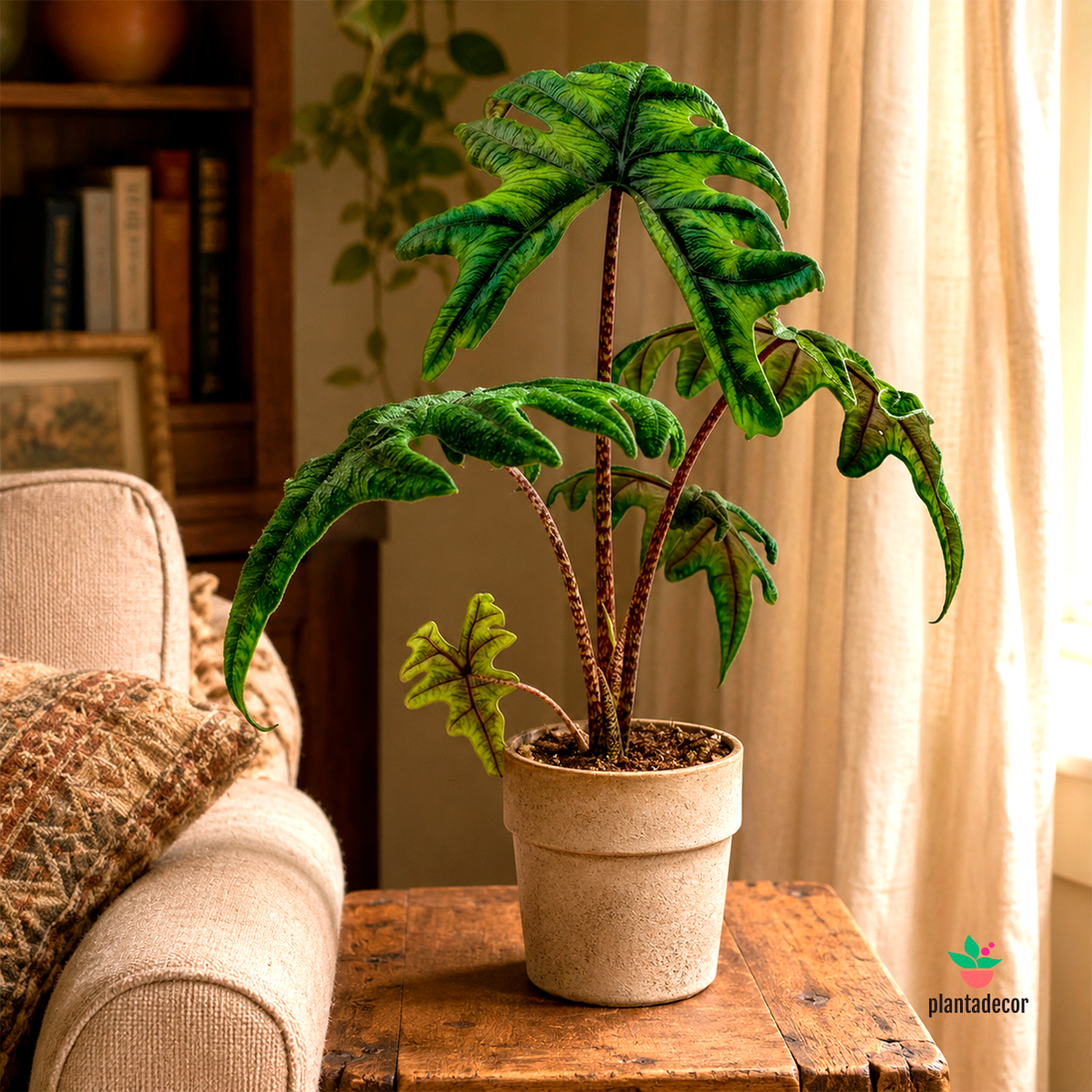 Alocasia Jacklyn