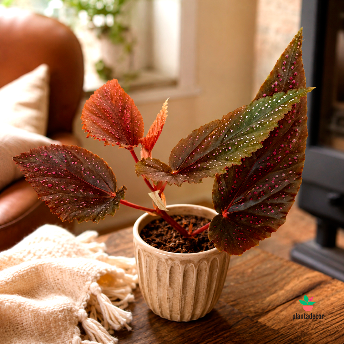 Begonia Pink Spot Mini