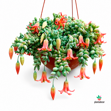 Cotyledon Pendens
