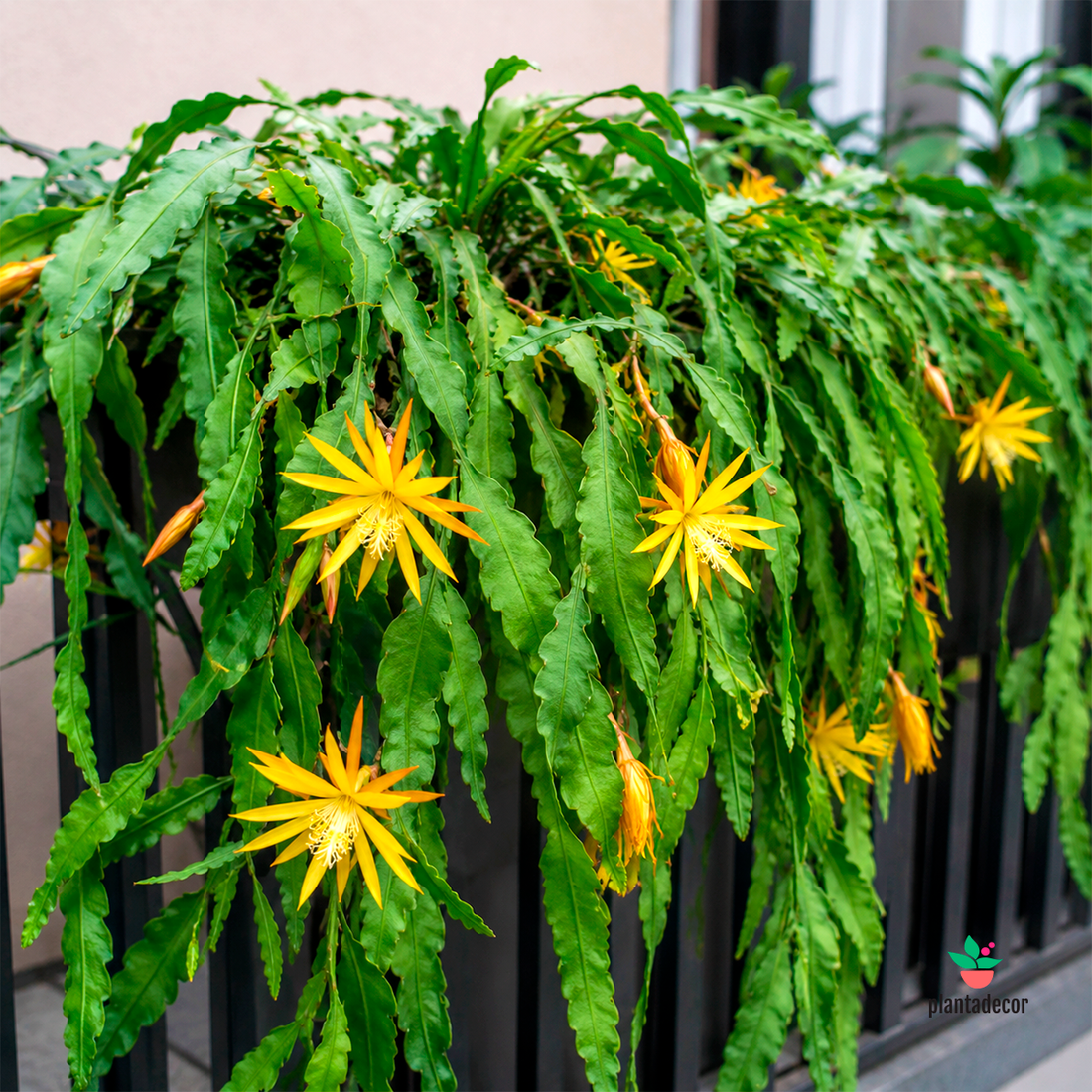 Epiphyllum Fruhlings Gold