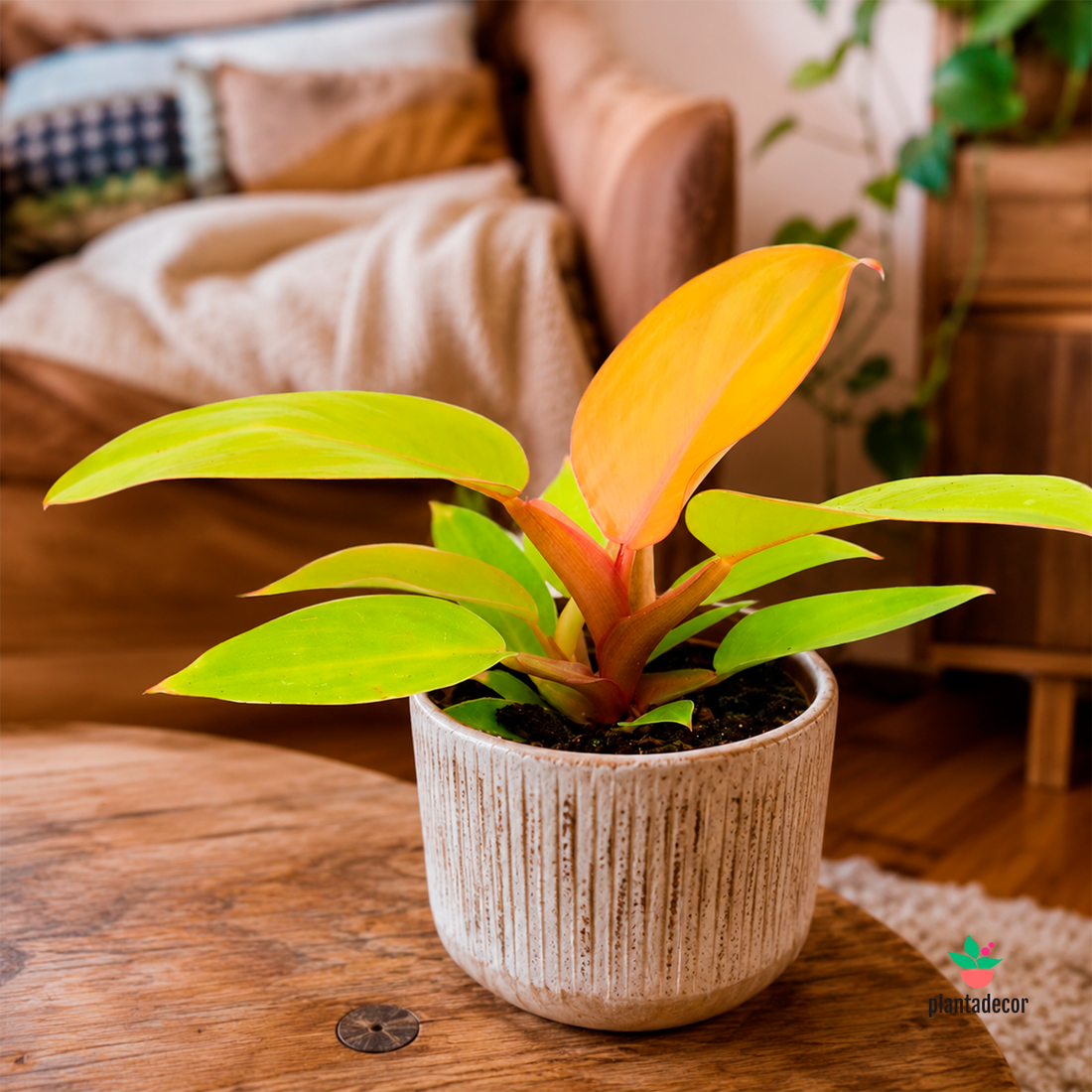 Philodendron Prince of Orange "Mini"