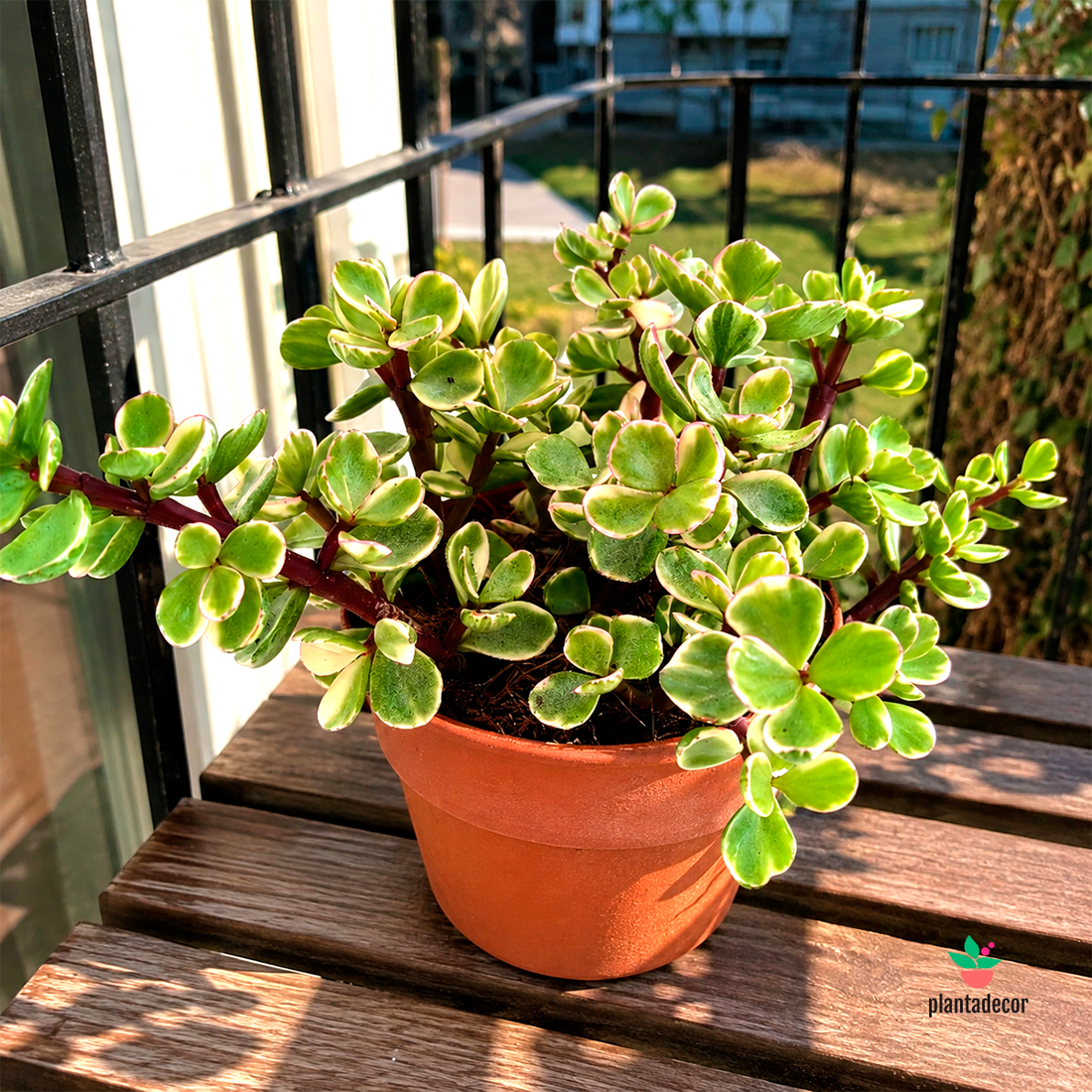 Portulacaria Afra F. Variegata