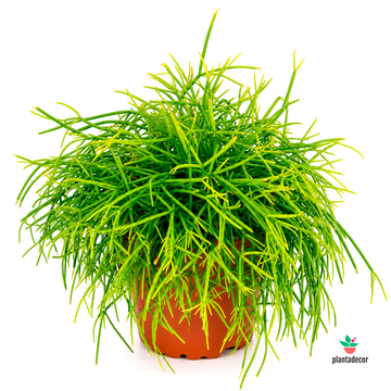 Rhipsalis Baccifera 'Oasis'
