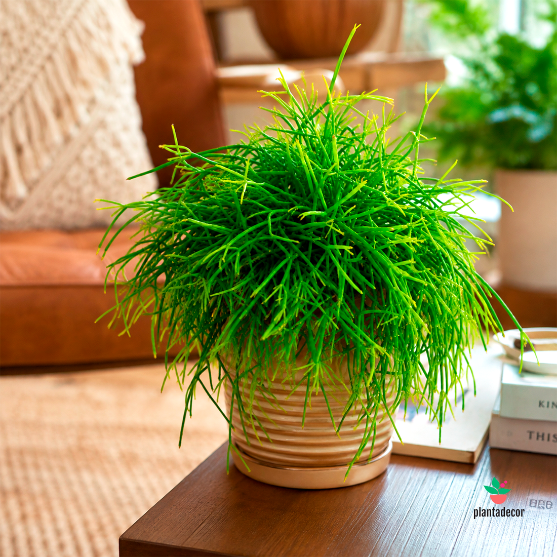 Rhipsalis Baccifera 'Oasis'