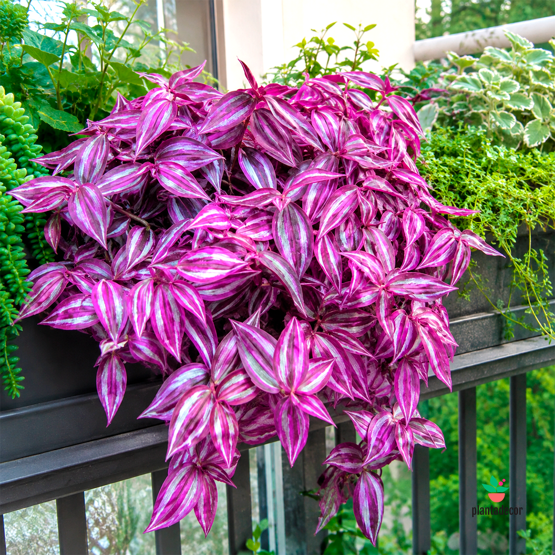 Tradescantia Zebrina 'Pink Paradise' mini