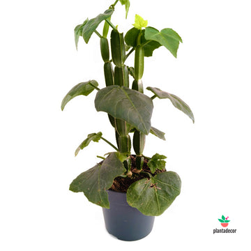 Cissus Quadrangularis