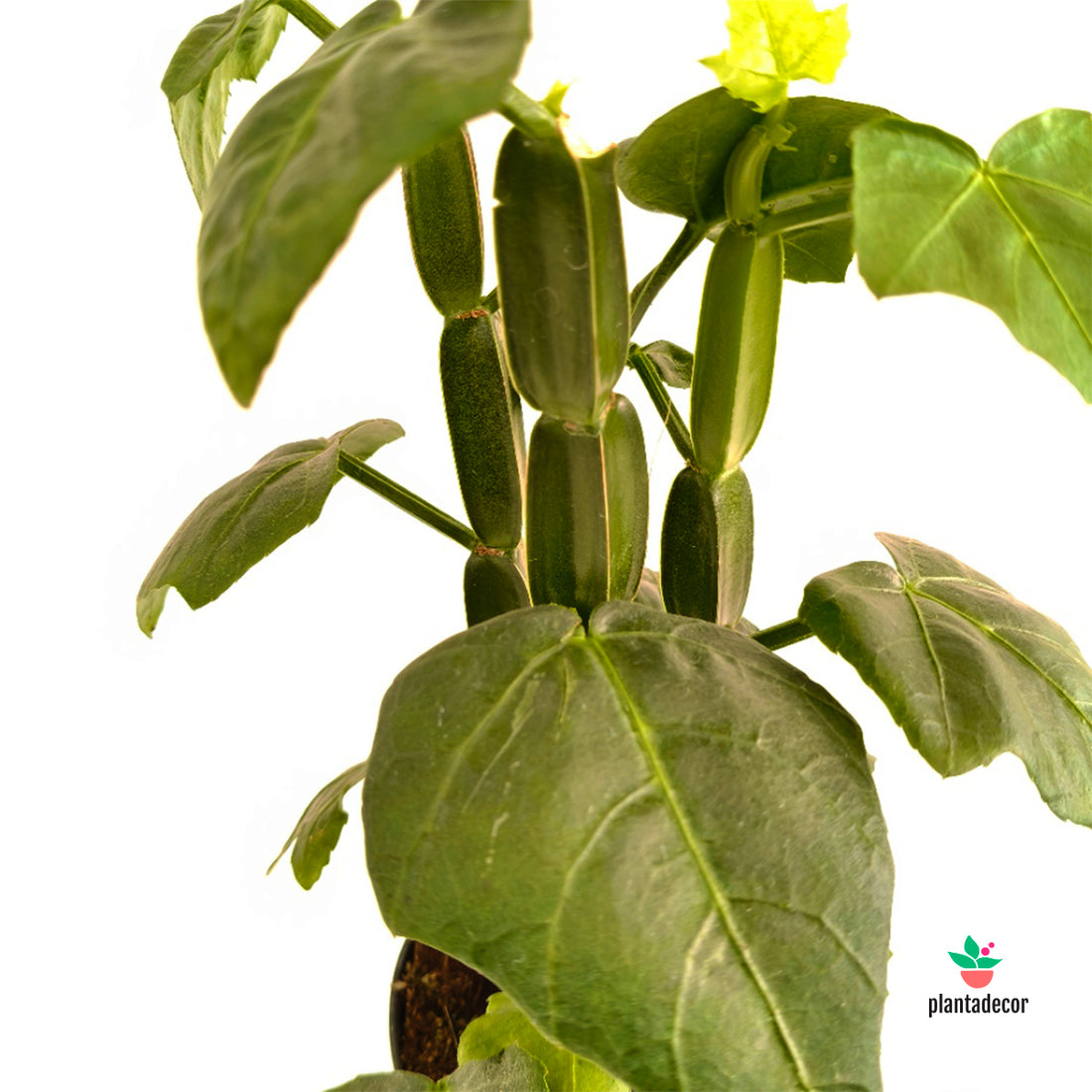 Cissus Quadrangularis