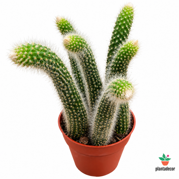 Cleistocactus Colademononis