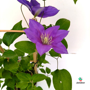 Clematis Boulevard Blue