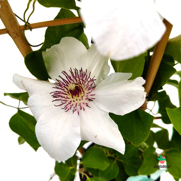 Clematis Boulevard White