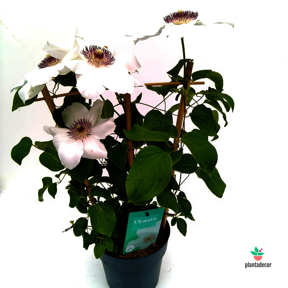 Clematis Boulevard White