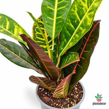 Codiaeum  "Grand Petra"