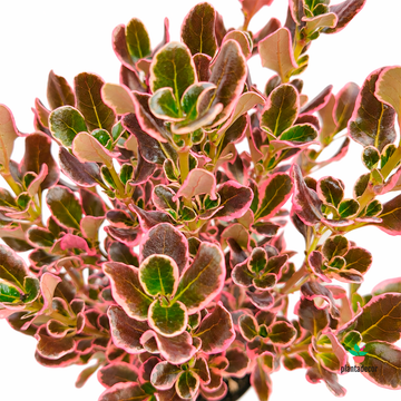 Coprosma Eclipse