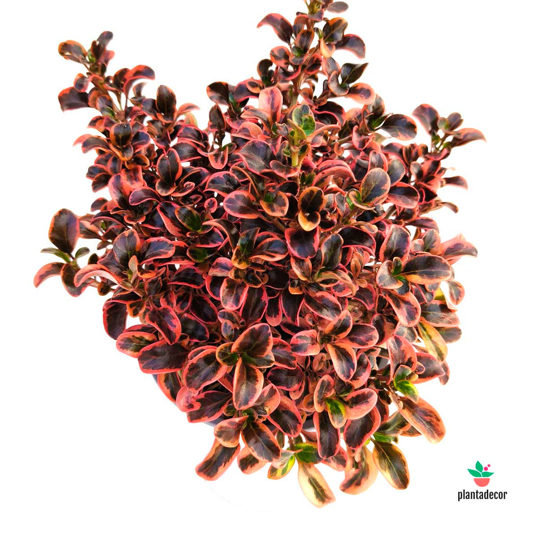 Coprosma Karo Red