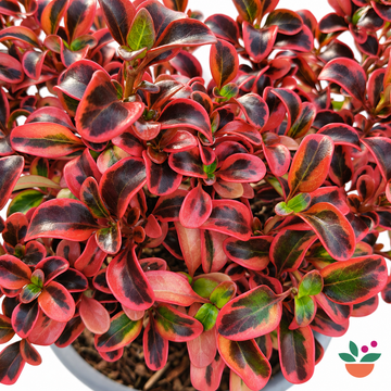 Coprosma Red Ruby