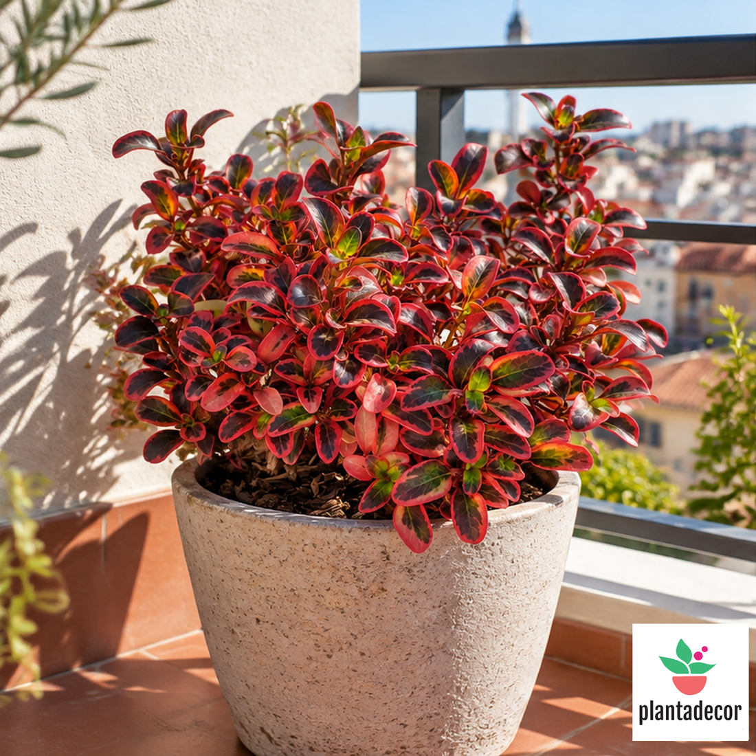 Coprosma Red Ruby