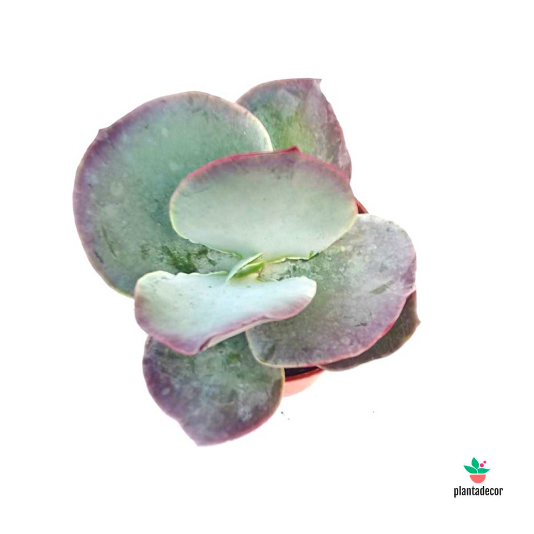 Cotyledon Orbiculata var. Oblonga