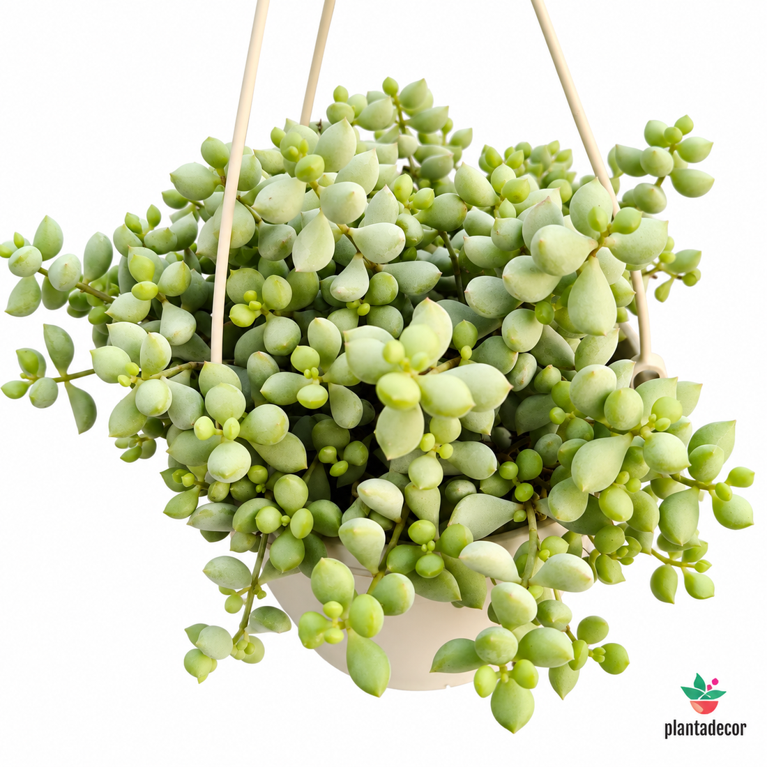 Cotyledon Pendens
