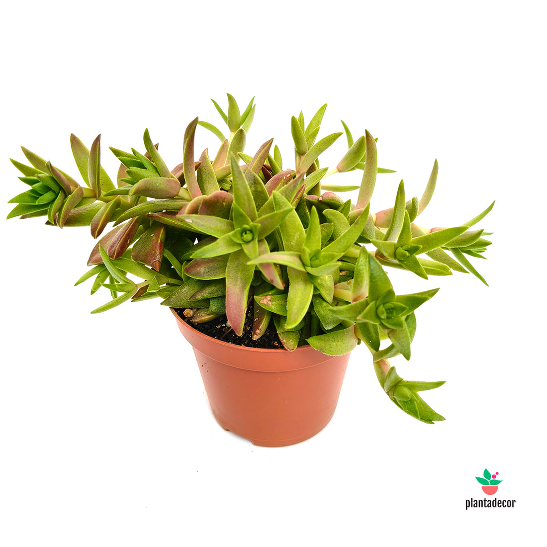 Crassula Capitella  "Campfire"