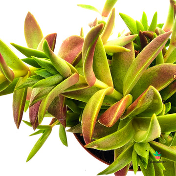 Crassula Capitella  "Campfire"