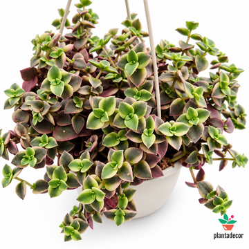 Crassula Marginalis M-15 cm