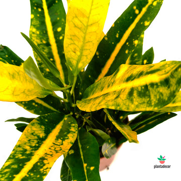 Codiaeum  "Sunny Star"