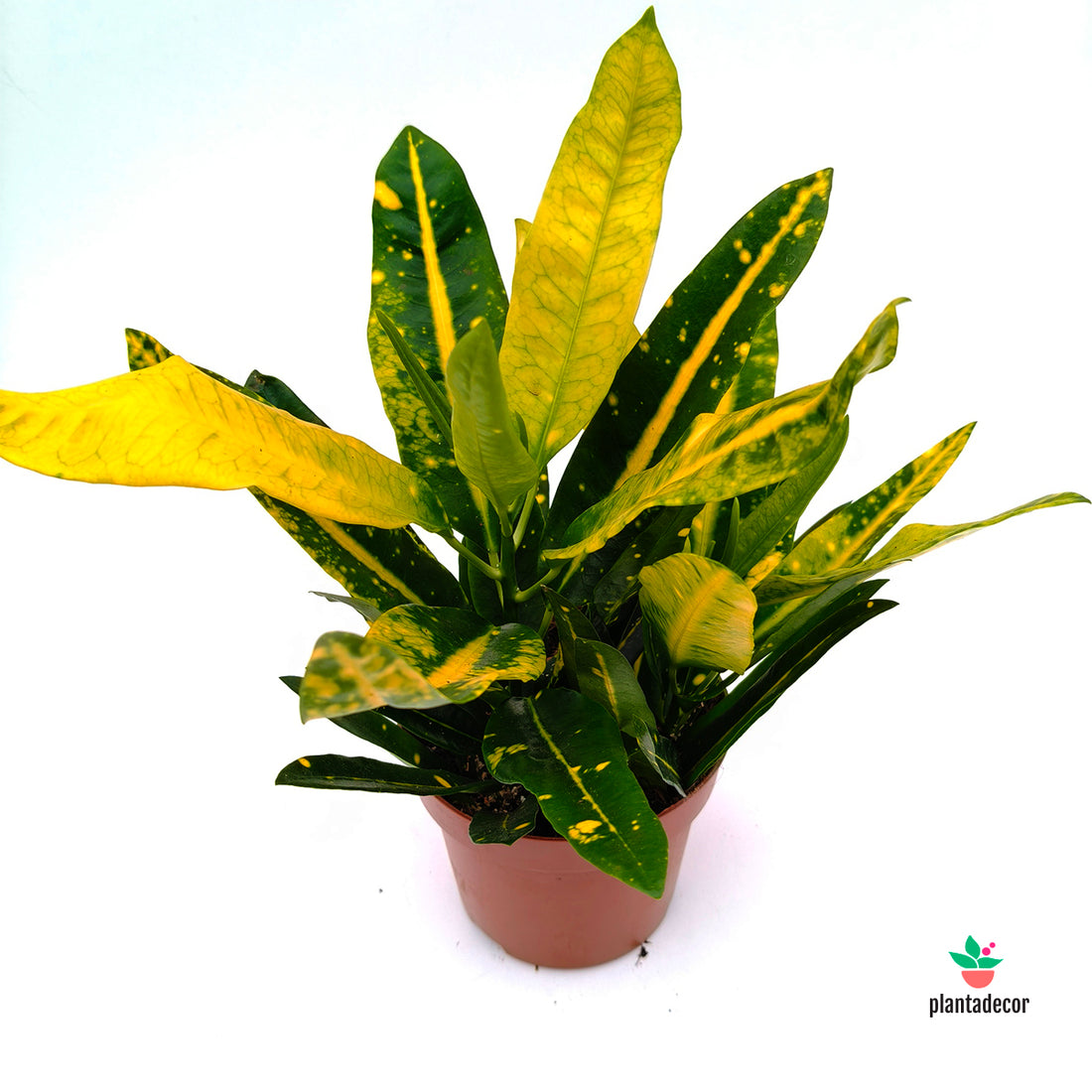 Codiaeum  "Sunny Star"