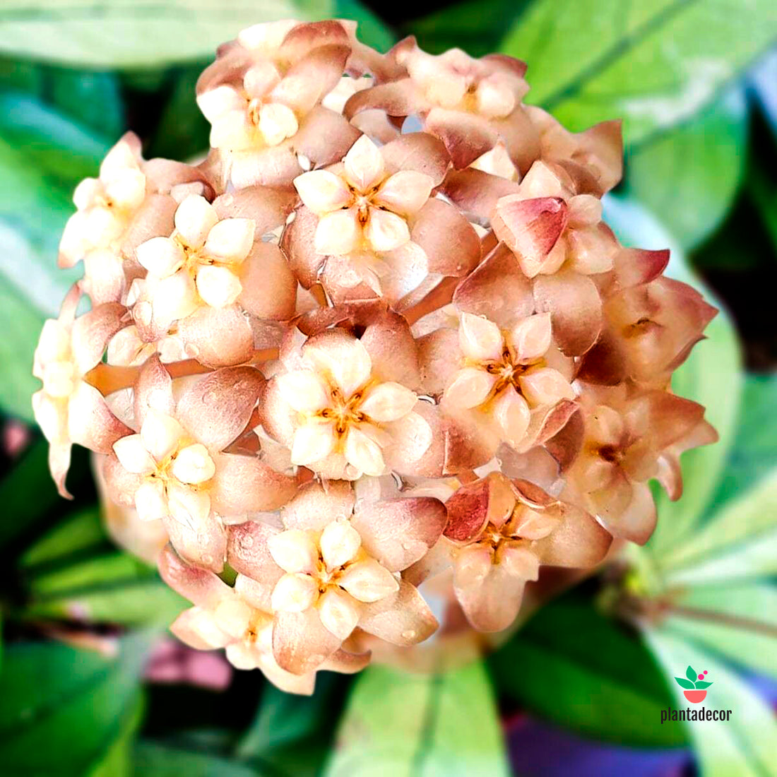 Hoya Crassipetiolata Splash