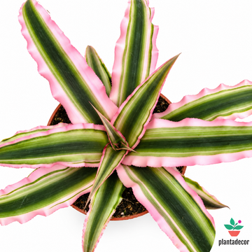 Cryptanthus Bivittatus Pink Star