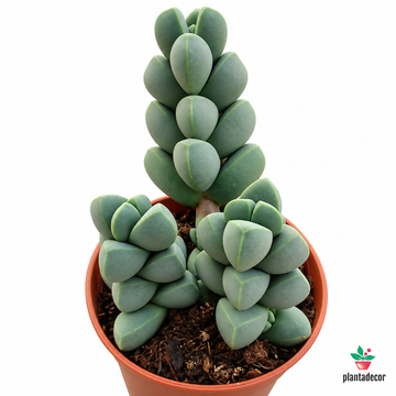 Delosperma Lehmannii  - Mini