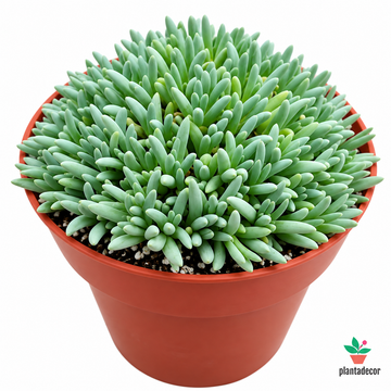 Delosperma Sphalmanthoides