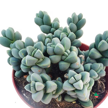 Delosperma Lehmannii