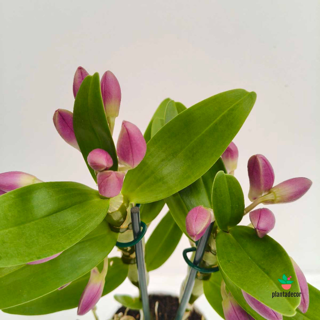 Dendrobium 'Purple Rain'