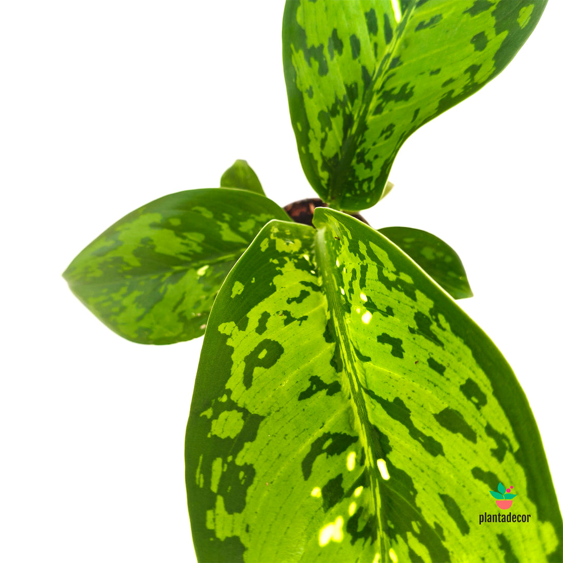 Plagas Dieffenbachia Crocodrile