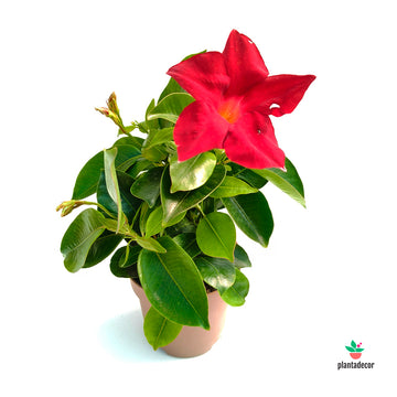 Dipladenia Sundaville