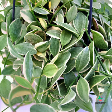 Dischidia "White Diamond"