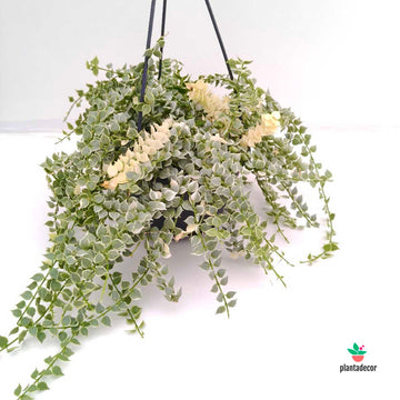 Dischidia Ruscifolia  cv. Variegata