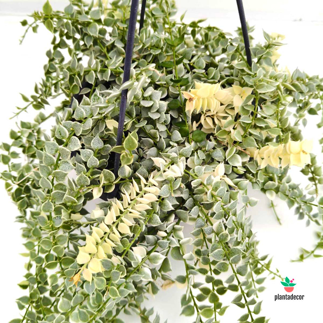 Dischidia Ruscifolia  cv. Variegata